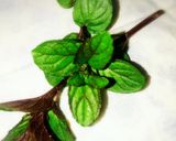 むくみ解消♪胡瓜入りデトックスウォーター作り方1写真
