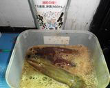 イカの沖漬け作り方1写真