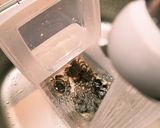 イソガニの素揚げ作り方2写真
