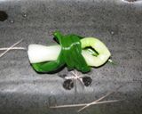 素朴な味『ネギのグルグル』作り方3写真