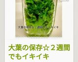 ✽大葉の保存☆２週間でもイキイキ作り方6写真