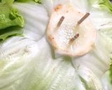 超楽々 レタス、キャベツ、白菜長期保存法作り方1写真