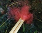 濃い★赤紫蘇ジュース作り方3写真