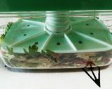 家族喜ぶセロリとミョウガの簡単塩昆布漬け作り方3写真