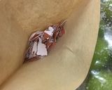 ジップロックで簡単☆カリカリ梅作り方9写真