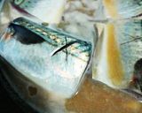 フライパンで超簡単さばみそ煮☆砂糖不使用作り方3写真