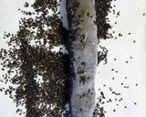 プチ✿フィセル　イカ墨作り方10写真