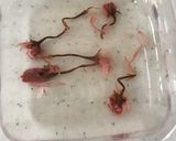 しば漬けと桜のおいなりさん作り方21写真