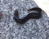 ギンポの蒲焼き風作り方1写真