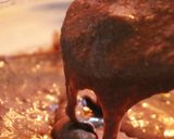 減量中に！プロテインチョコバナナケーキ作り方6写真