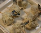 まんまるエビフライ作り方3写真