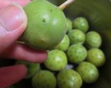 青梅の甘露煮作り方1写真