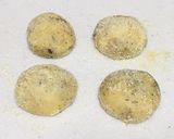 ベルギーワッフル♡トマト*バジル*チーズ作り方8写真