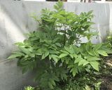 ウドの大木ミソ作り方1写真