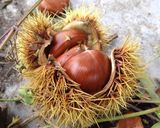栗の天ぷら作り方1写真