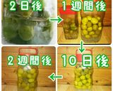 梅ジュース 2リットル瓶 梅シロップ作り方21写真