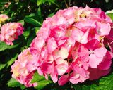 雨上り キラキラ紫陽花ゼリー作り方7写真