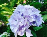 雨上り キラキラ紫陽花ゼリー作り方8写真