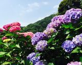 雨上り キラキラ紫陽花ゼリー作り方9写真