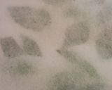 激うま！明日葉ジェノベーゼソースのパスタ作り方12写真