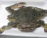 ワタリガニの塩ゆで作り方1写真