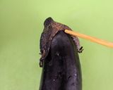 定番の夏野菜♪茄子の下処理～電子レンジ～作り方2写真