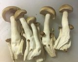 新ごぼうと鶏皮としめじ炒め作り方2写真