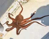 タコの下処理作り方1写真