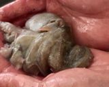 タコの下処理作り方5写真