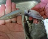 あっさり美味しい北海道のイカ塩辛★作り方5写真