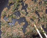 唐辛子味噌★大葉入り★作り方6写真