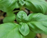 わさび＊バジル香る❀大根の和トースト作り方10写真