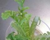 あれっ?プチトマトに芽が出た・・作り方1写真