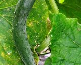 切って入れるだけ簡単★夏野菜の味噌漬作り方1写真