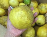 万能 塩レモンペースト液作り方1写真