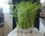 豆苗パスタ★シラス★イカゲソ★和風作り方1写真