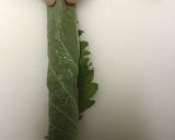 和風ドレッシングの具だくさんサラダ作り方4写真