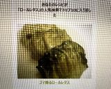ゴマ香る♥ロールレタス作り方9写真