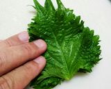 大葉が主役のベーコンパスタ♪作り方3写真