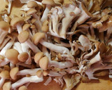 鶏ささみとレタスきのこの和風ケチャップ煮作り方3写真