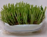 いつも成功!秘密の豆苗再生法 育て方作り方10写真