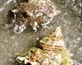 ☺簡単さざえと三つ葉のわさびポン酢和え☺作り方1写真