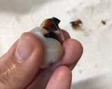 簡単！イカの口（イカトンビ）の下処理作り方3写真