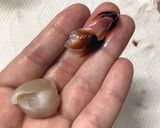 簡単！イカの口（イカトンビ）の下処理作り方4写真