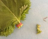 大葉の保存方法作り方1写真
