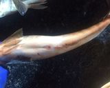 おいしいホッケの見分け方作り方1写真