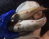おいしいホッケの見分け方作り方3写真