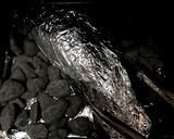 庭の石で簡単トロトロ石焼き芋作り方4写真