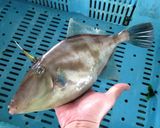 ナガハゲ(ウマヅラハギ)のなめろー作り方1写真