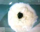 簡単離乳食☆初期～中期☆ミルクそうめん作り方2写真